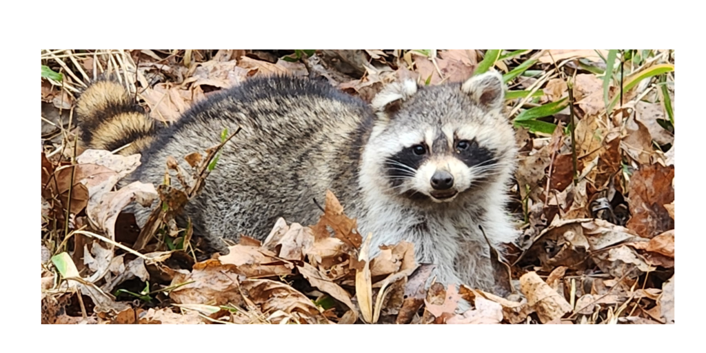 About Racoon 1024x512